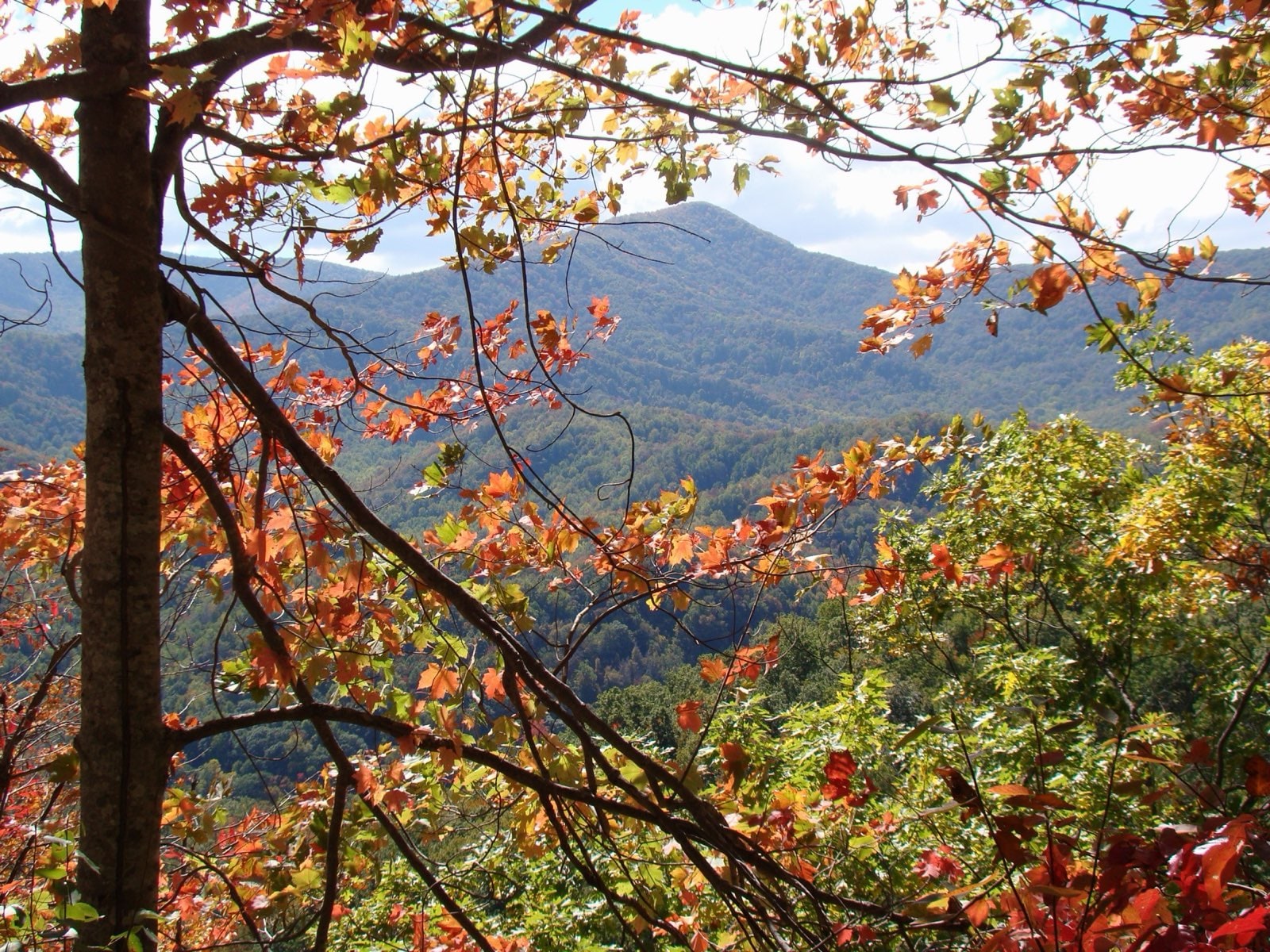 Forested ridges of the Smoky Mountains receding into blue haze within Great Smoky Mountains National Park